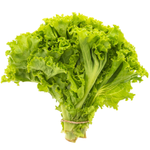 LECHUGA