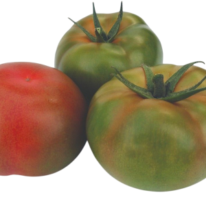TOMATE ANAIRIS